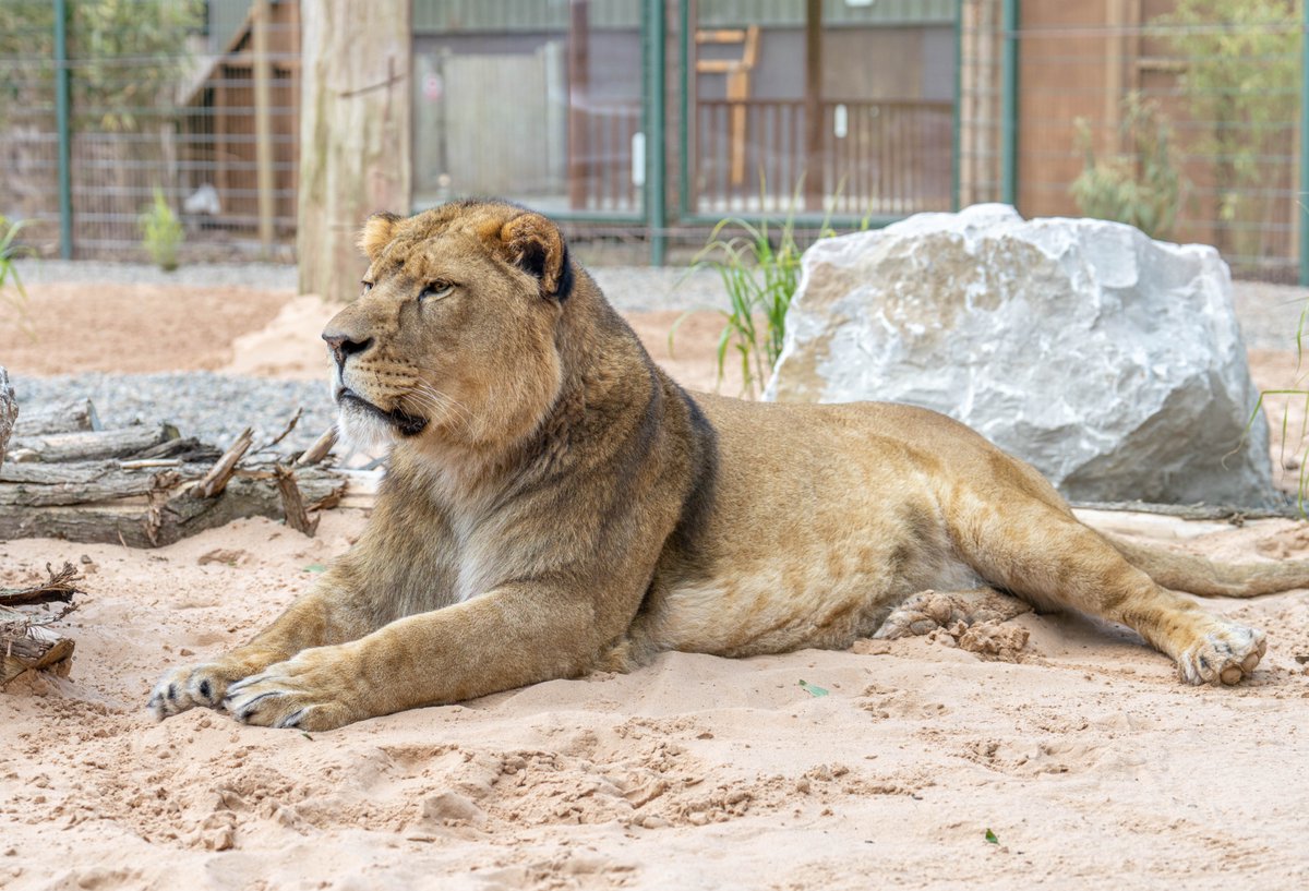 visitLancashire.com (@visitlancashire) on Twitter photo Why not check out the newly opened Big Cat enclosure at <a href="/BlackpoolZoo/">Blackpool Zoo</a> this #InternationalCatDay?
This new facility has been designed and built to meet the needs of these magnificent animals.
Click here for more information >> bit.ly/3qmaH5I Why not check out the newly opened Big Cat enclosure at <a href="/BlackpoolZoo/">Blackpool Zoo</a> this #InternationalCatDay?
This new facility has been designed and built to meet the needs of these magnificent animals.
Click here for more information >> bit.ly/3qmaH5I