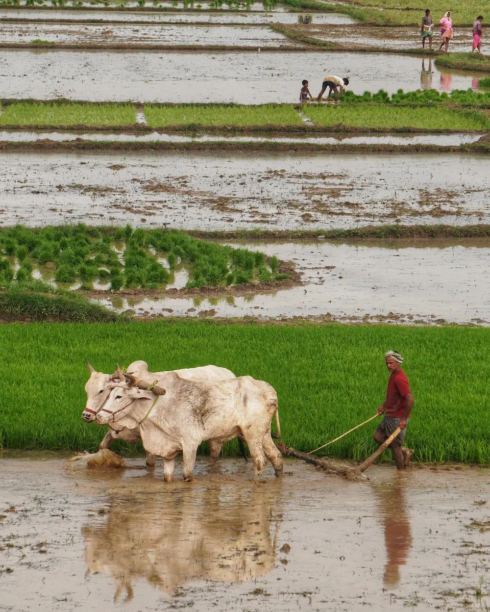 Praveen_nature's tweet photo. #Paddy #Paddyfeilds #Beautiful #Greenary #Farming #Agriculture #Nature #Naturelover #Naturebeauty #NaturePhotography #India #IncredibleIndia https://t.co/OqrBjJ2P6V