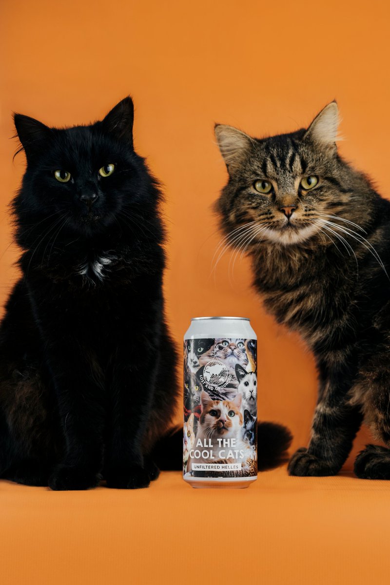 Lost and Grounded Brewers tweet media