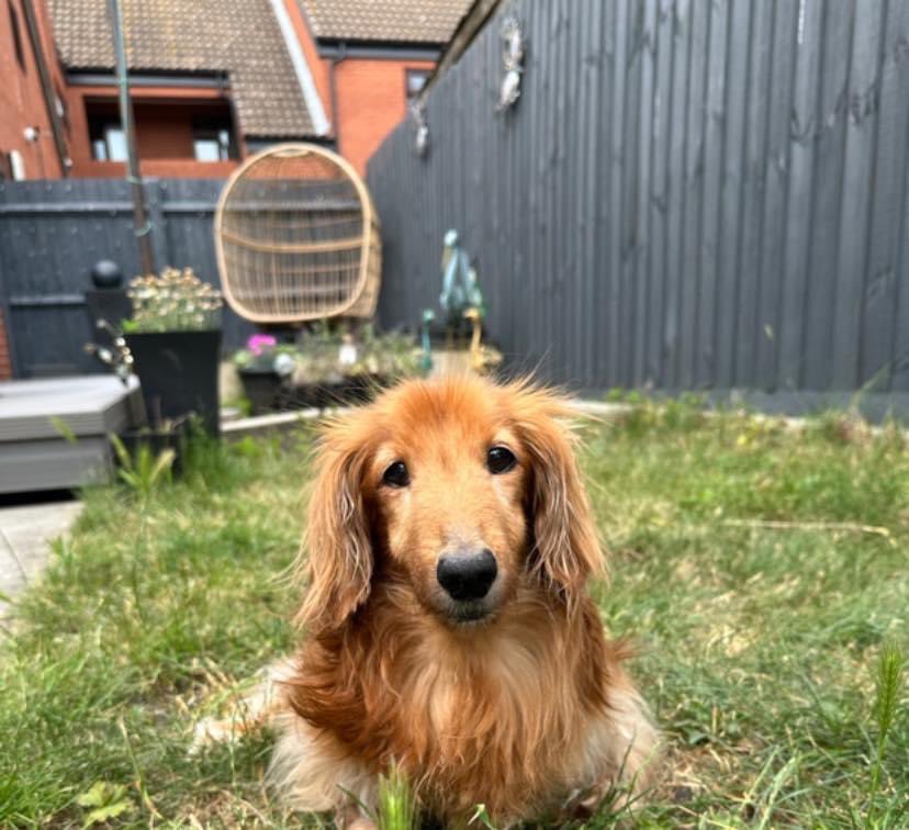 Happy 16th Birthday uncle Max🎈🎁🎉 We are so glad you get to celebrate your special day after being soo poorly recently. You truly are the most special dog ❤️ #Birthdayboy #16thbirthday #Sweet16 #Dachshundsbirthday