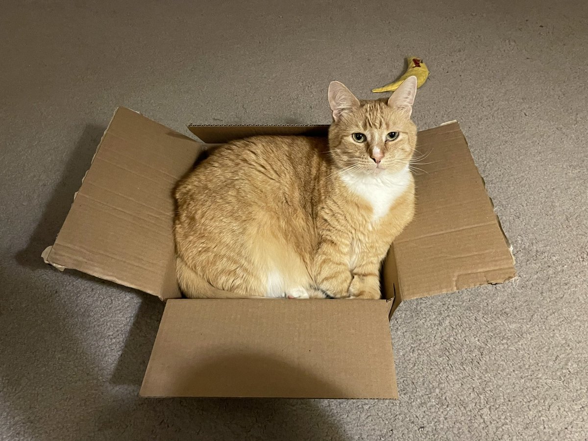 cathylcosta's tweet photo. @TheStourbridge Leo from Baltimore, Maryland, USA. We just love you, George https://t.co/8CRD7YGUIZ