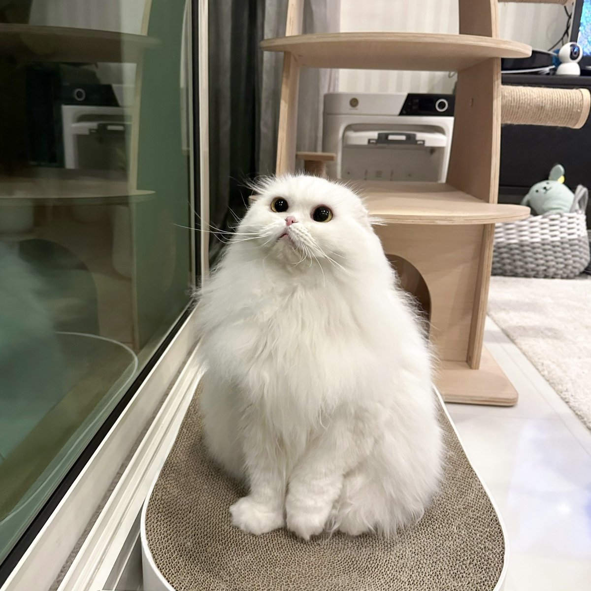barbaplapla's tweet photo. เด็กหญิงปลาหมึก aka จุ๊ดจิ๊ด 💓🧸 https://t.co/RqygtwHkse