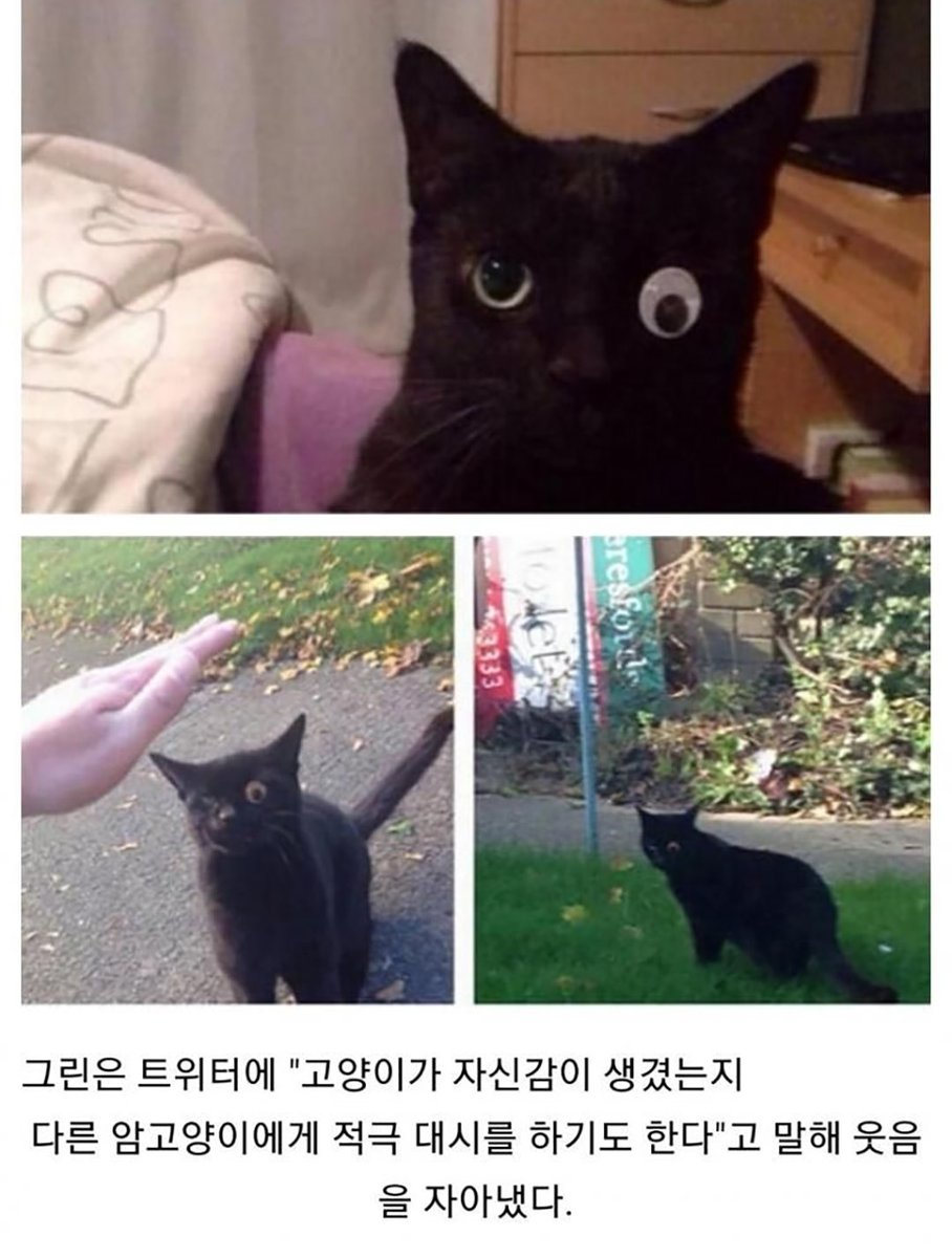honjabogin's tweet photo. 한쪽 눈 잃은 고양이에게 눈 달아준 집사 https://t.co/RT7Y0lMMag