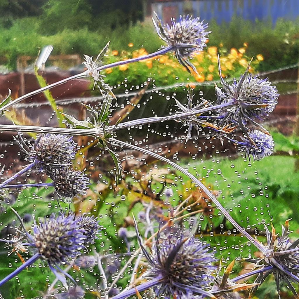 BOB ILES tweet media