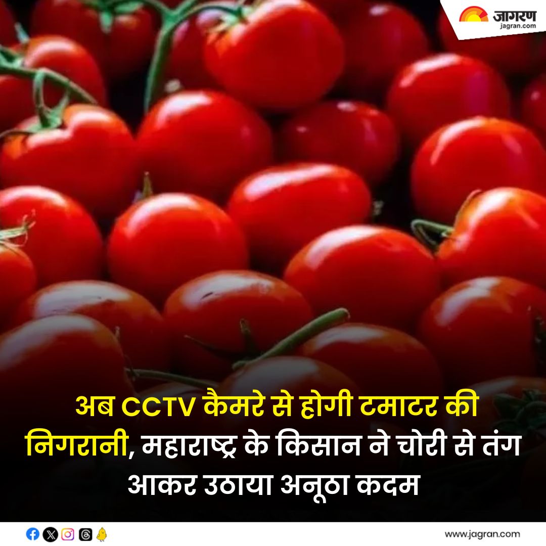 Tomato Heist: अब CCTV कैमरे से होगी टमाटर की निगरानी, महाराष्ट्र के किसान ने चोरी से तंग आकर उठाया अनूठा कदम - bitly.ws/Rk5N

#TomatoHeist #CCTVCameras #AgriculturalTheft #FarmSecurity