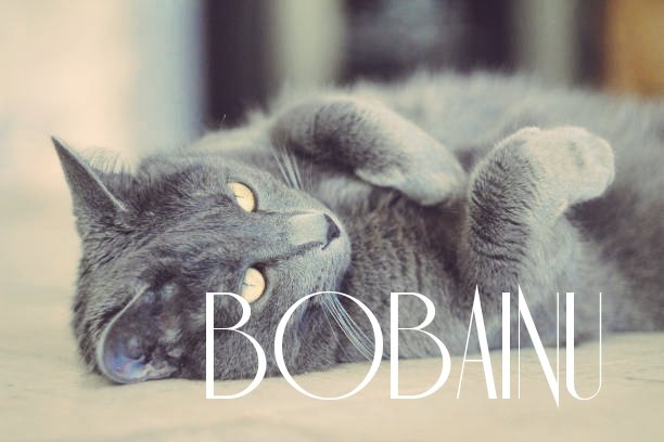 NyraClover05's tweet photo. @nftsofiawhite Always shilling in the name of the next top Memecoin #bobainu @BobaInu https://t.co/cI1ACtas3W