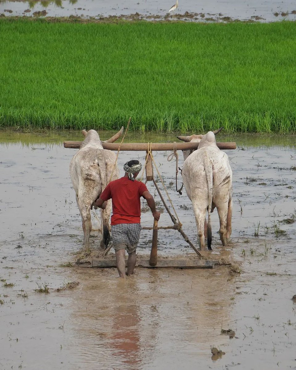 Praveen_nature's tweet photo. #Paddy #Paddyfeilds #Beautiful #Greenary #Farming #Agriculture #Nature #Naturelover #Naturebeauty #NaturePhotography #India #IncredibleIndia https://t.co/OqrBjJ2P6V