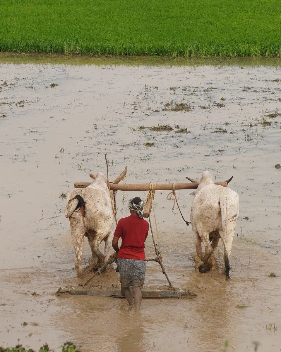 Praveen_nature's tweet photo. #Paddy #Paddyfeilds #Beautiful #Greenary #Farming #Agriculture #Nature #Naturelover #Naturebeauty #NaturePhotography #India #IncredibleIndia https://t.co/OqrBjJ2P6V