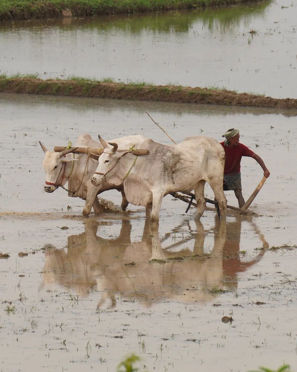 Praveen_nature's tweet photo. #Paddy #Paddyfeilds #Beautiful #Greenary #Farming #Agriculture #Nature #Naturelover #Naturebeauty #NaturePhotography #India #IncredibleIndia https://t.co/OqrBjJ2P6V