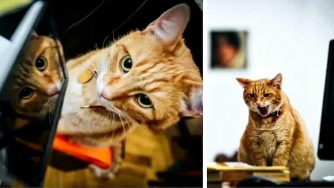 Brukenthal1817's tweet photo. Happy International Cat Day, from Antonello and Donatello.
#brukenthalnationalmuseum #brukenthal #sibiu #transilvania #romania #hermanstadt #art #artmuseum #artgallery #museum #wow #fyp #cats #cat https://t.co/Bylo8nTB7O