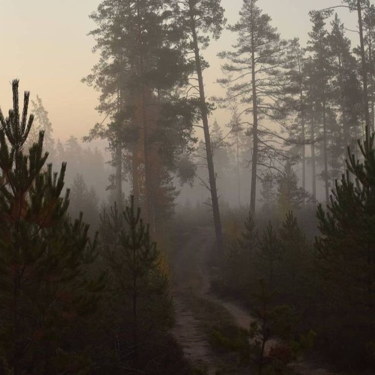 thespookygirll's tweet photo. foggy mornings https://t.co/pNaVgcboqu