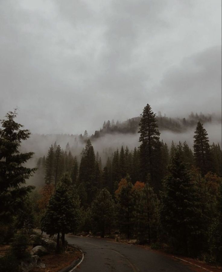 thespookygirll's tweet photo. foggy mornings https://t.co/pNaVgcboqu