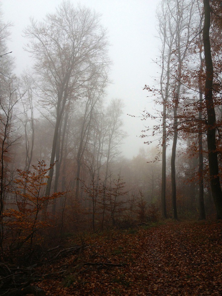 thespookygirll's tweet photo. foggy mornings https://t.co/pNaVgcboqu