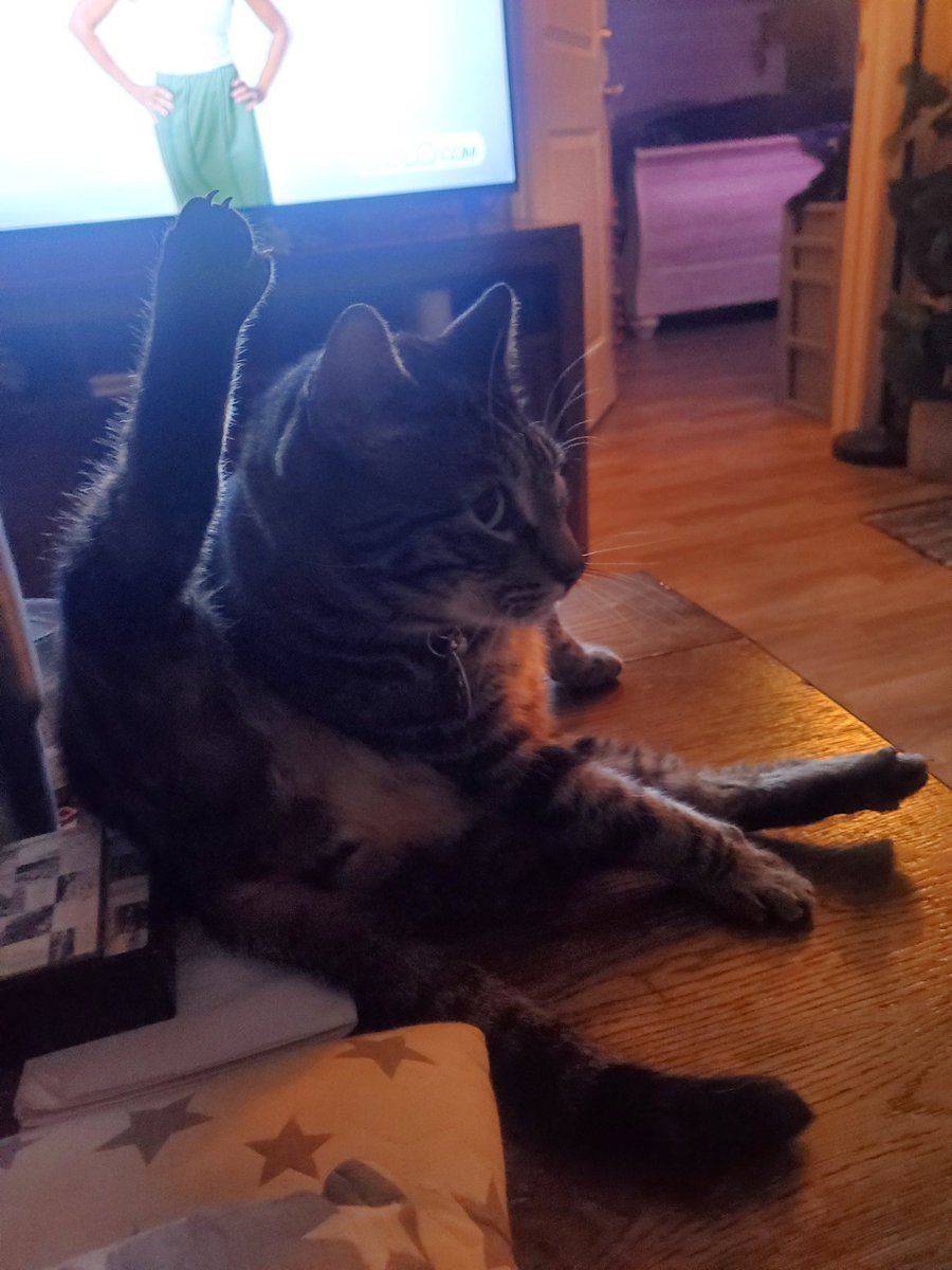 So my cat greeted me me at 4:45am knowing its his day to shine. SMH #InternationalCatDay