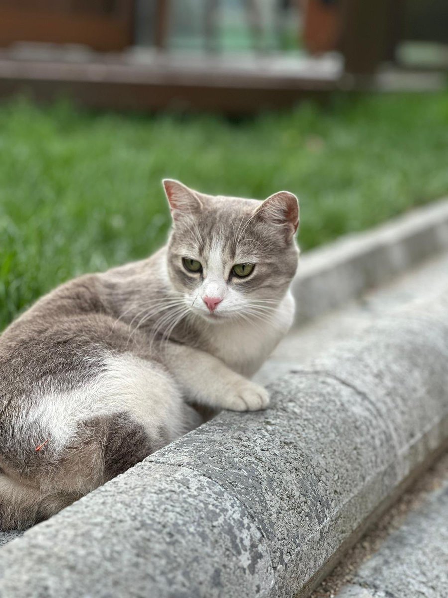 Happy International Cat Day to our little guest in the garden and all the other cats🤍

Bahçedeki küçük misafirimizin ve diğer tüm kedilerin Dünya Kediler Günü kutlu olsun🤍