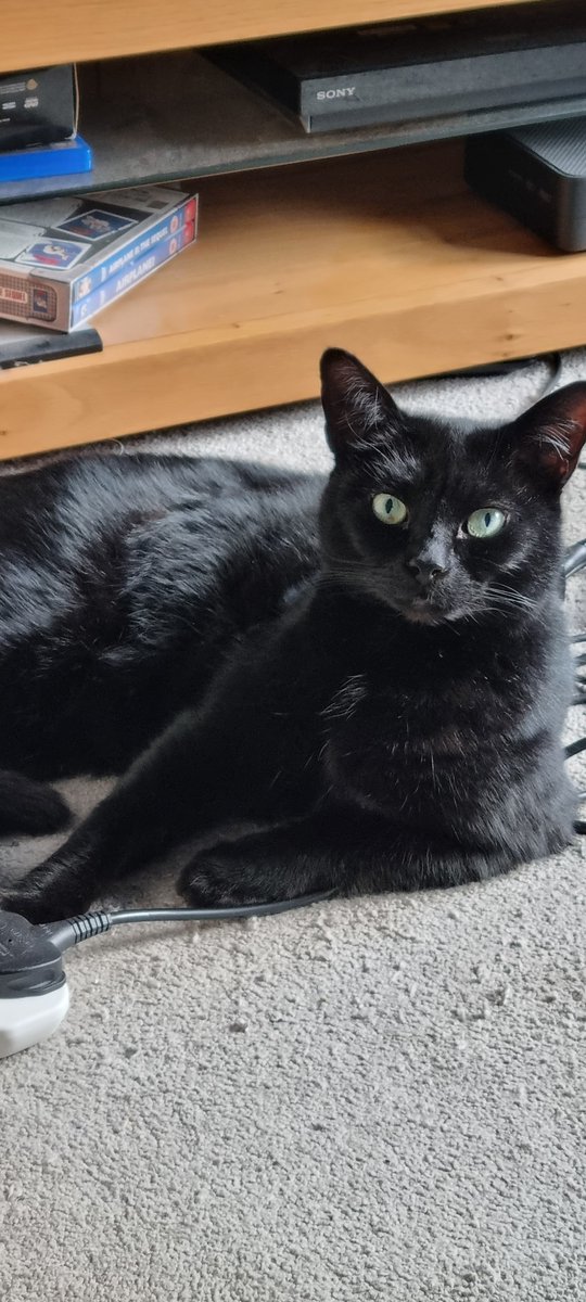 ablewebdesign1's tweet photo. It's #internationalcatday🐱❤️ today and I thought I would share my two gorgeous little fur babies who 'help' me with my work.

No reason, just for fun!
"Dogs believe they are human. Cat's believe they are God" - Jeff Valdez

#wfhlife #cats #furbabies🐾 https://t.co/hxu1X1ZAYg