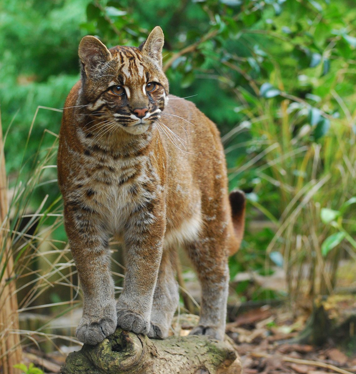 Unitedfortigers's tweet photo. #DYK The Asiatic golden cat (Catopuma temminckii) a #Smallwildcat documented from 12 countries in #SoutheastAsia is primarily a forest-dependent species threatened by habitat loss & fragmentation across its distribution range.
#Felids #India
Picture Credit: Karen Stout https://t.co/KipsdyyAWb