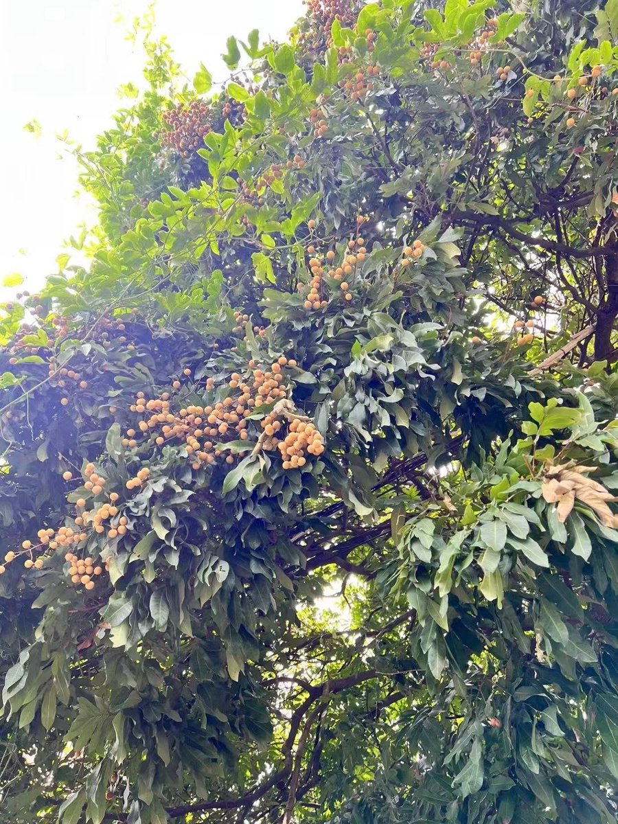 AmazingGz's tweet photo. small but sweet,  home-grown longan #longan #summer https://t.co/WJ4sPRNZSP