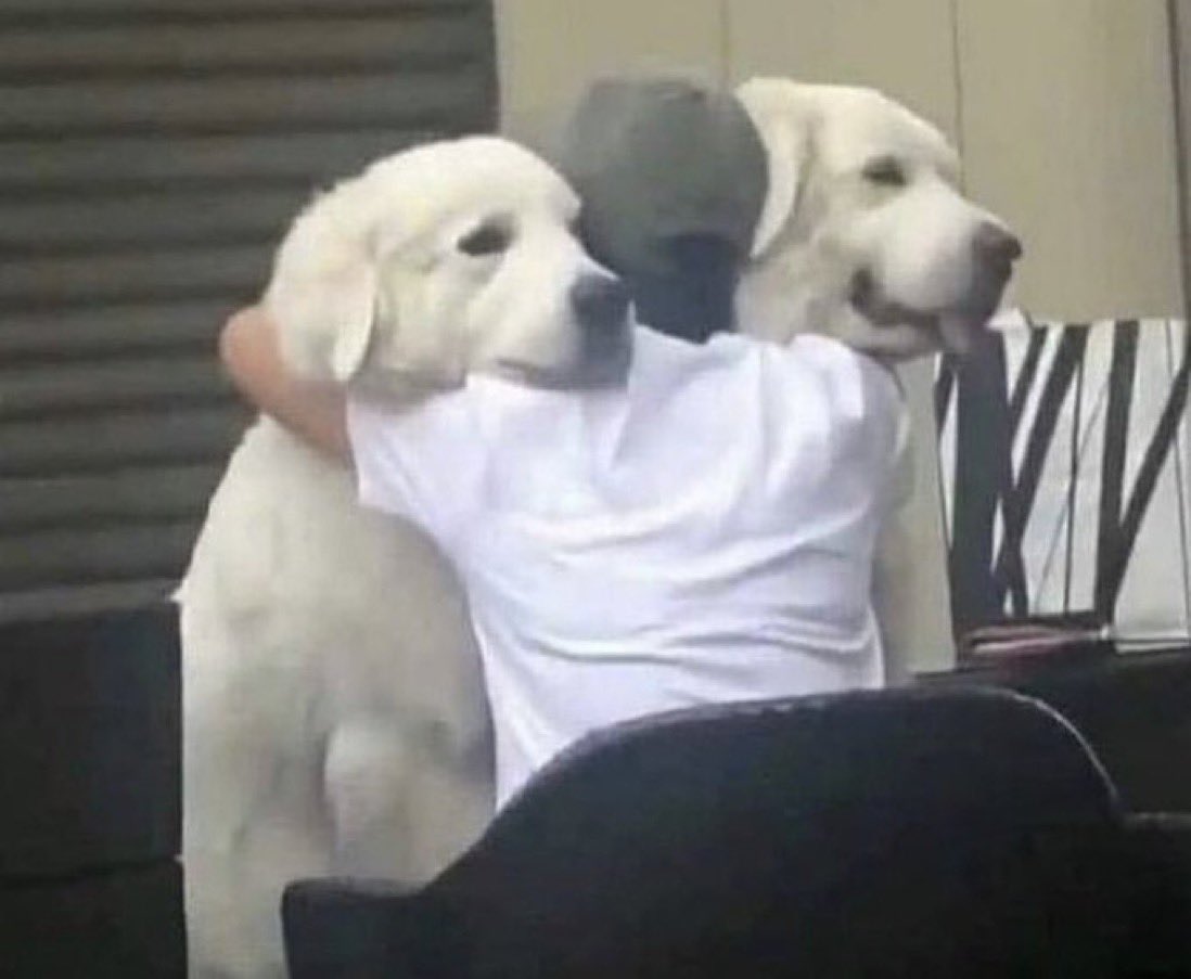 yo cuando voy a casa d alguien y tiene perros