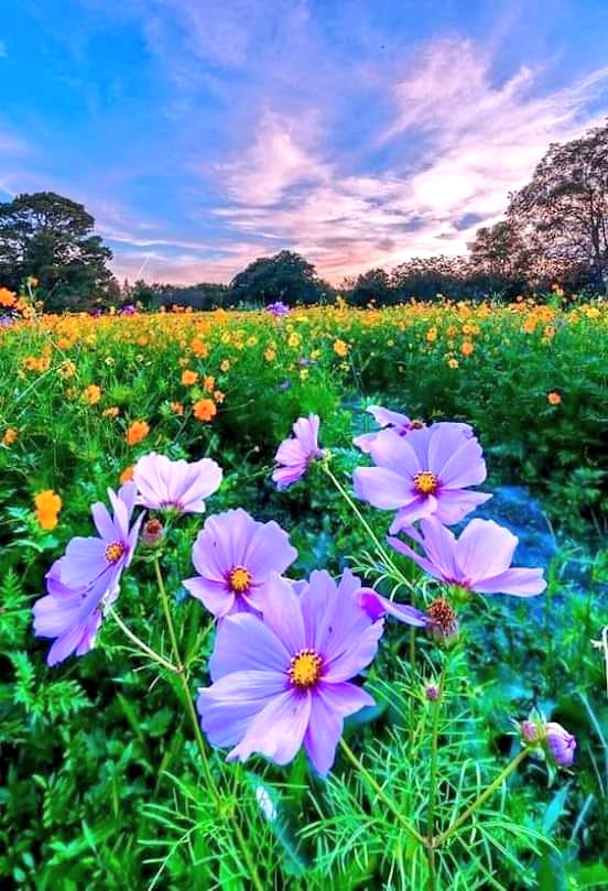 Lovely afternoon ❀❀❀