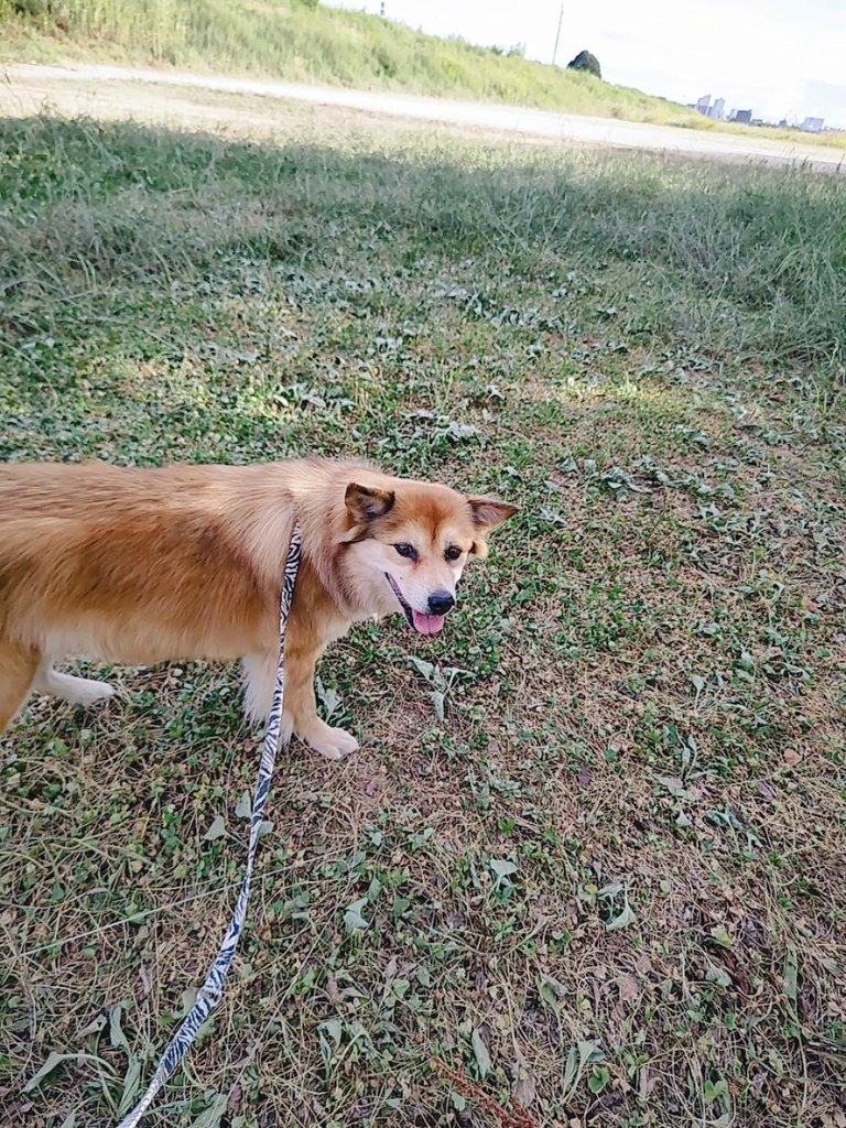 散歩中に見上げてくるの可愛すぎる…！！