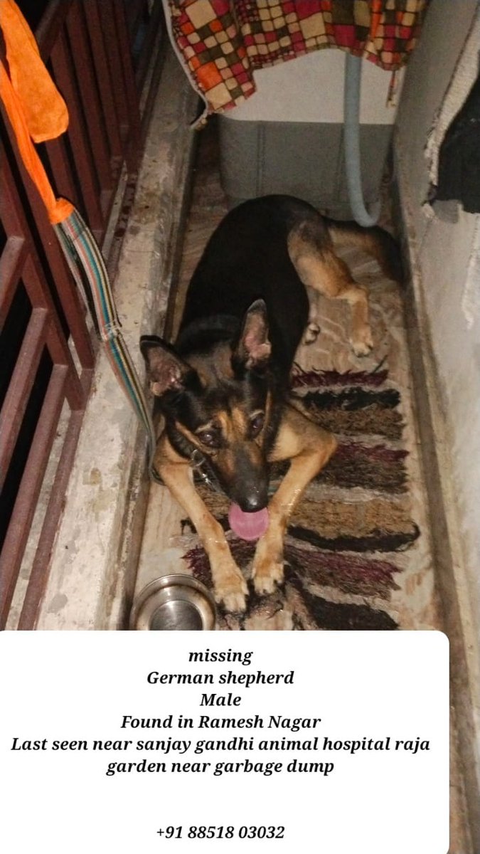 kaalicharan's tweet photo. #Delhi Please share with your contacts 🙏

Missing dogs 🐕
•German shepherd raja garden
•Noddy lab from gk 2
•Pitbull from Sarita vihar

Found dog 🐶
*Puppy in panchsheel enclave 

https://t.co/xR8wrRoSJq

RT! https://t.co/NPLJ4HSBni