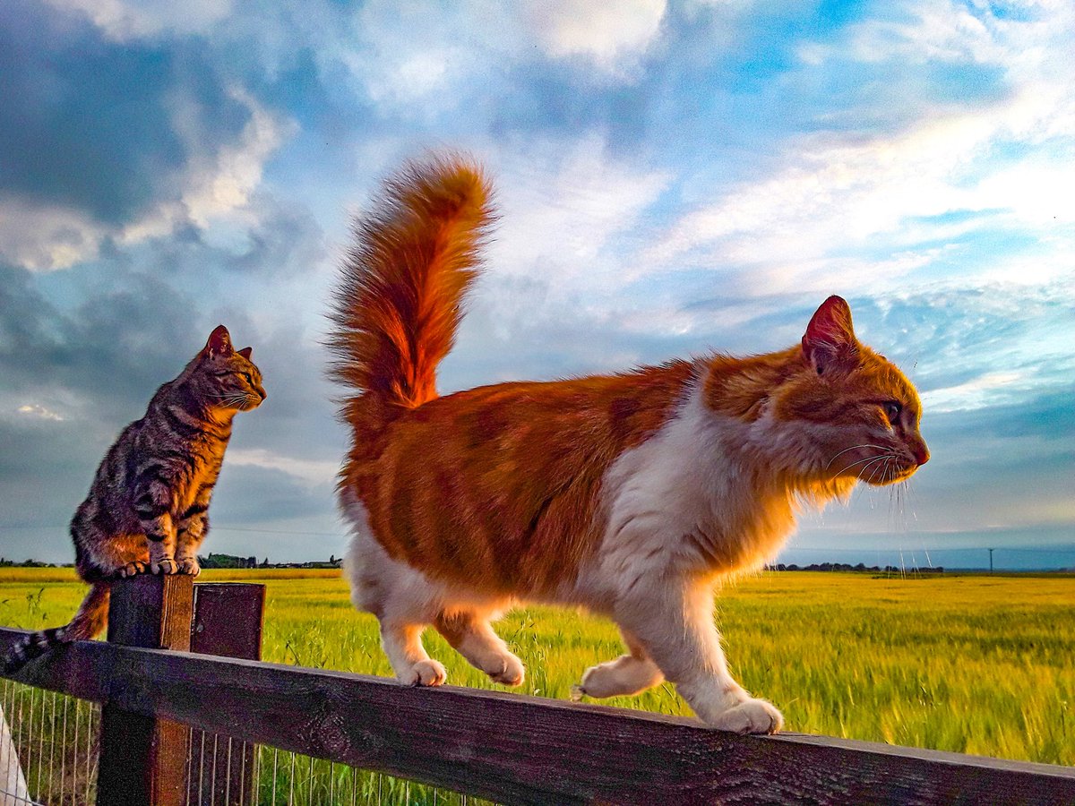 chris_alpacas's tweet photo. #InternationalCatsDay Precious, Larry and I had to include the late Harriet #CatsOfTwitter #CatsAreFamily #RIPHarriet #Precious #Larry π»π»π» https://t.co/oVZ5SEzPTE