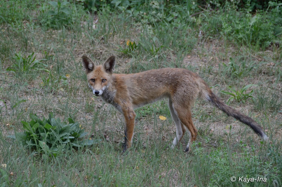 Teilhabe_4_all's tweet image. #Füchse im Kiez. #WildesBerlin