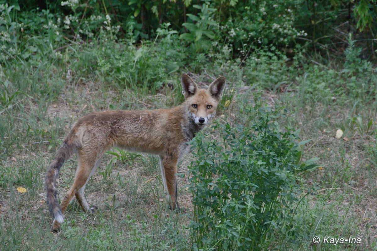 Teilhabe_4_all's tweet image. #Füchse im Kiez. #WildesBerlin