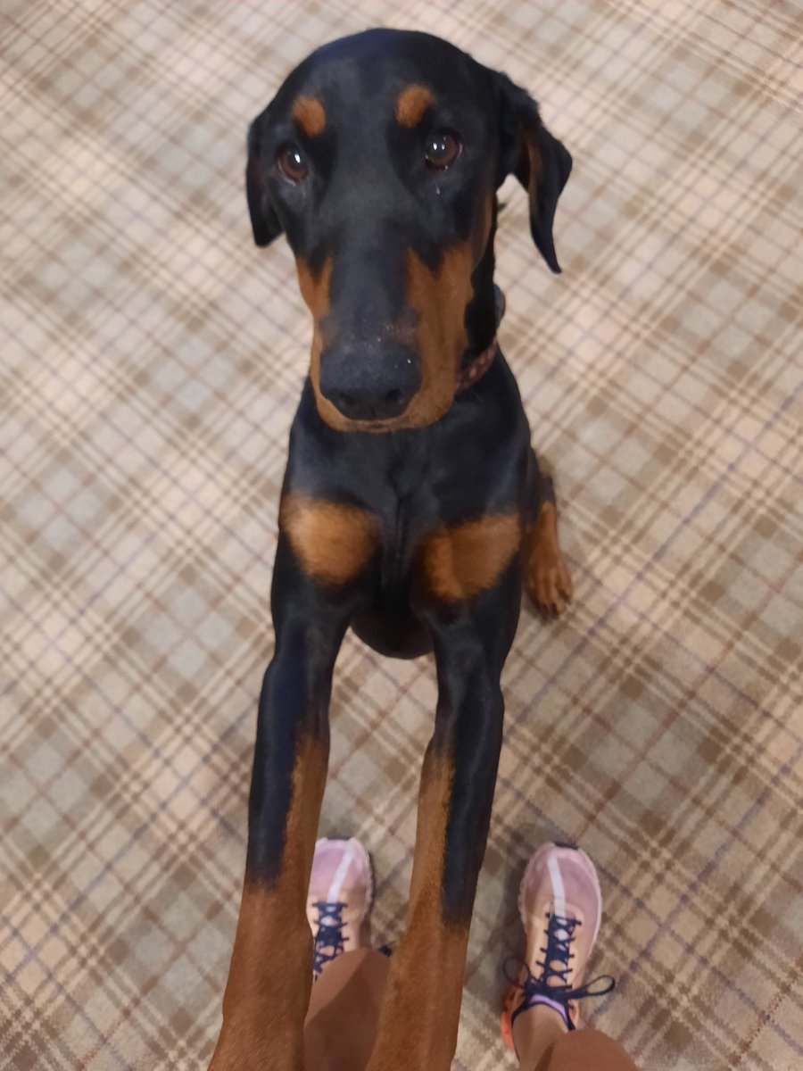NotBadForHerAge's tweet image. Please don&apos;t make me go to the vets Mum. #pleadingface #routinevaccines #Damson #Dobermann #dogsoftwitter