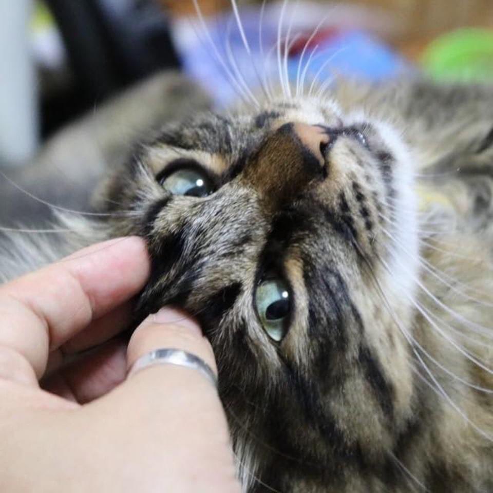 naomi7033alien's tweet photo. 世界ねこの日 https://t.co/vG2xYfr6D7