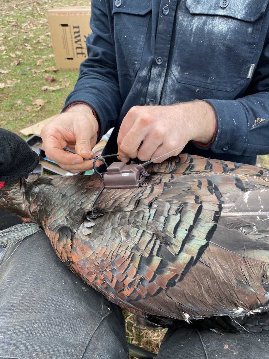 Mike Chamberlain tweet media