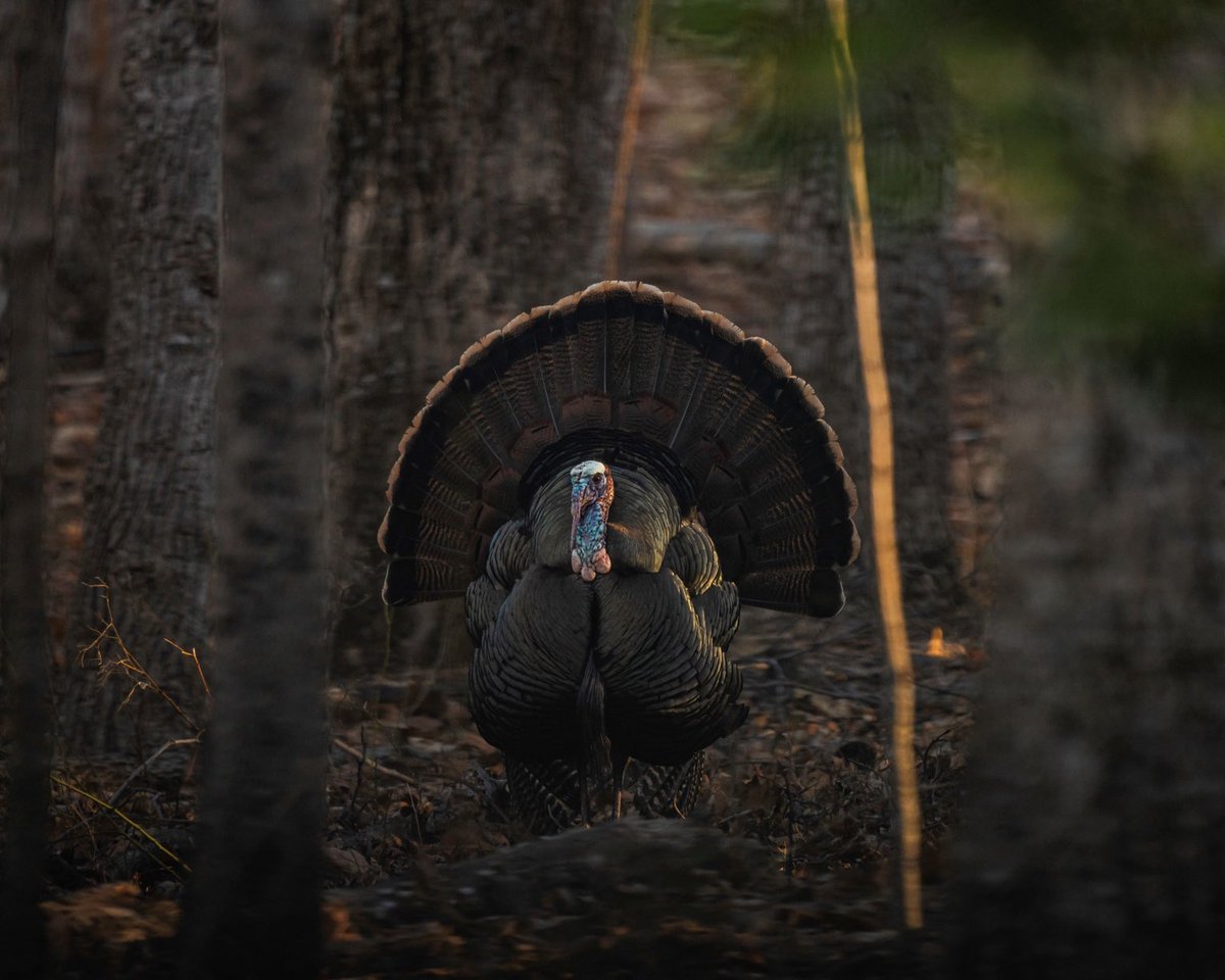 Mike Chamberlain tweet media