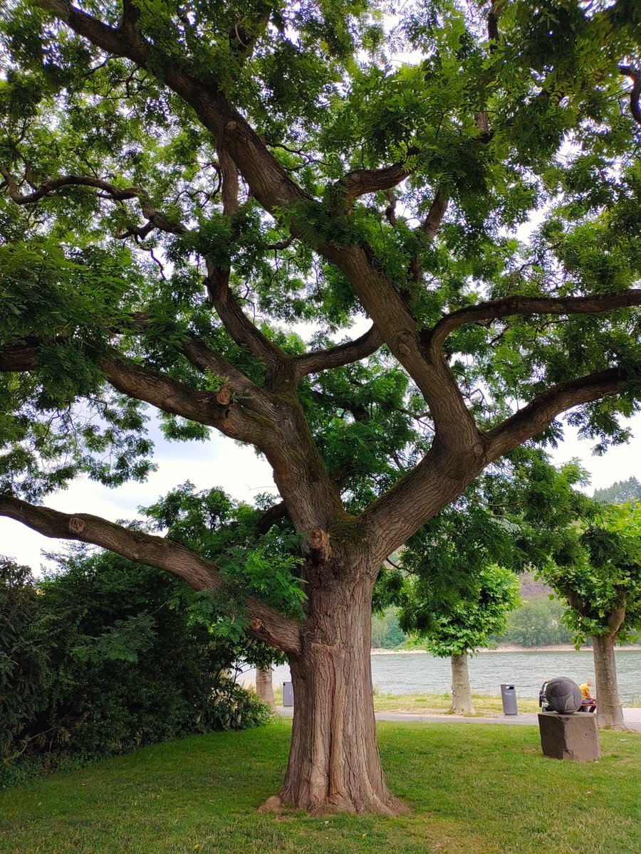 StephaneNature's tweet photo. Peaceful #Thicktrunktuesday to the universe 🌳🕊️
#Trees #TreeRide 🚵#Climate #RiverRhein #MentalHealth #Forests #ShinrinYoku #PeaceInFreedom #RussiaIsATerroristState 👿 https://t.co/3e0bL7St7v