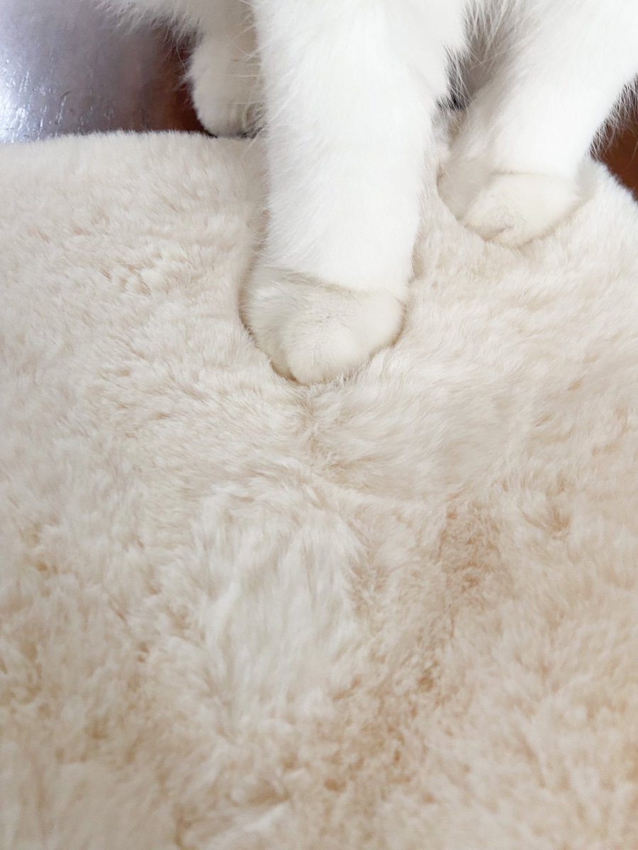 ふわふわがすぎる！！
可愛い♡