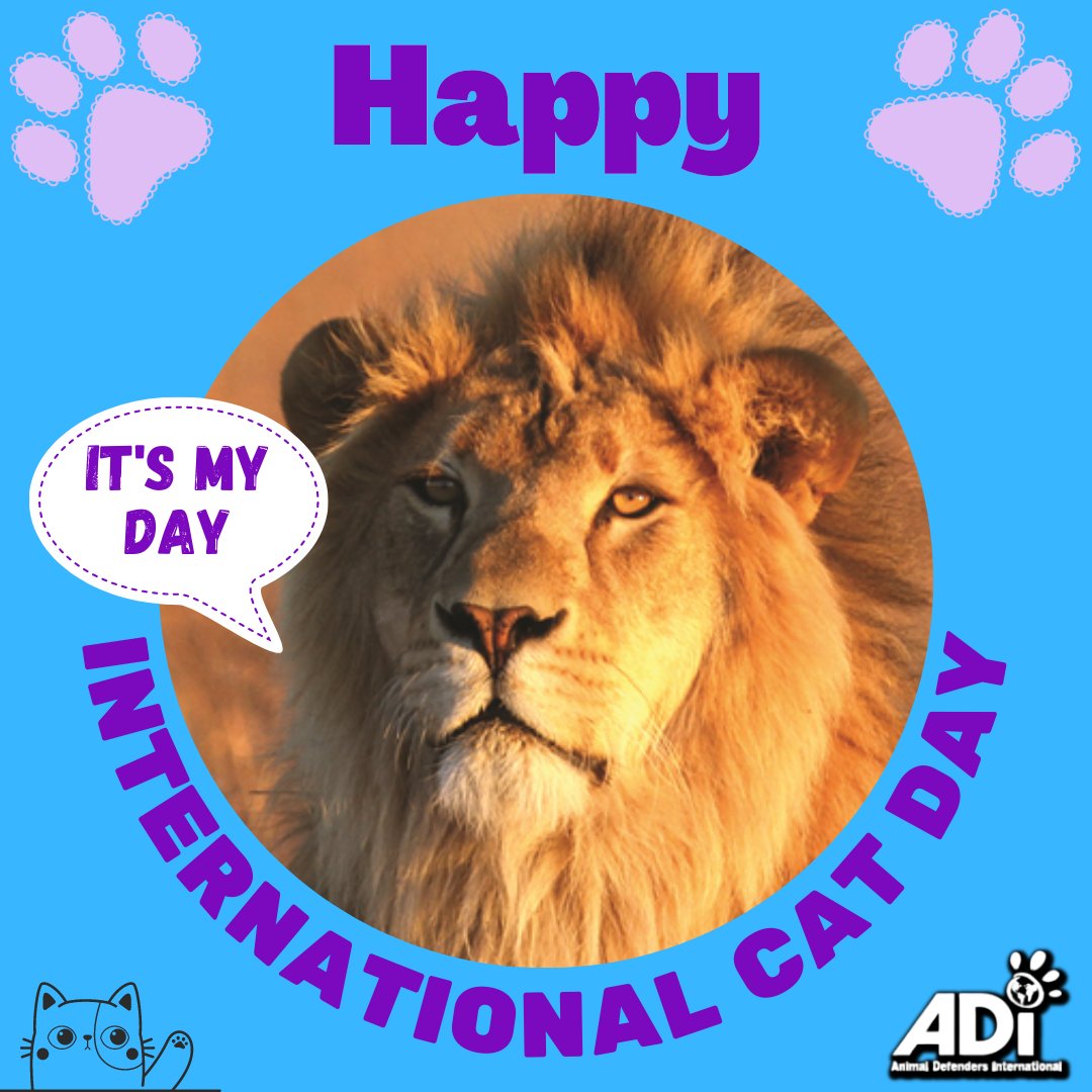 AnimalDefenders's tweet photo. This #InternationalCatDay, don't shop - adopt! There are hundreds of cats waiting for their FURever homes in animal shelters. Or why not adopt one of our magnificent circus survivors? Prices start from just £3 a month. Find out more: https://t.co/W3nDwSh4N7 https://t.co/YCjgLsslpM