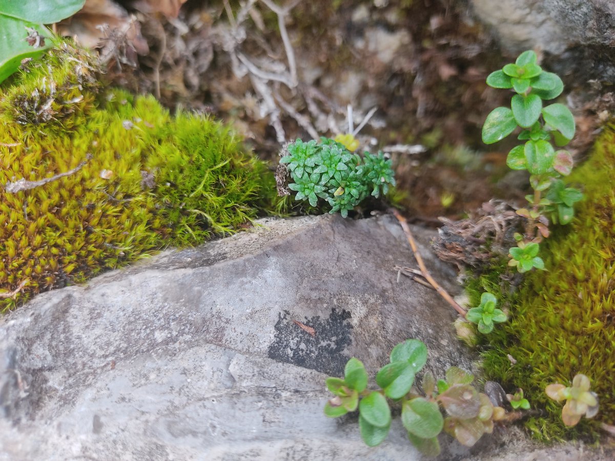 Plant EcoGenomics Lab - UniPD tweet media