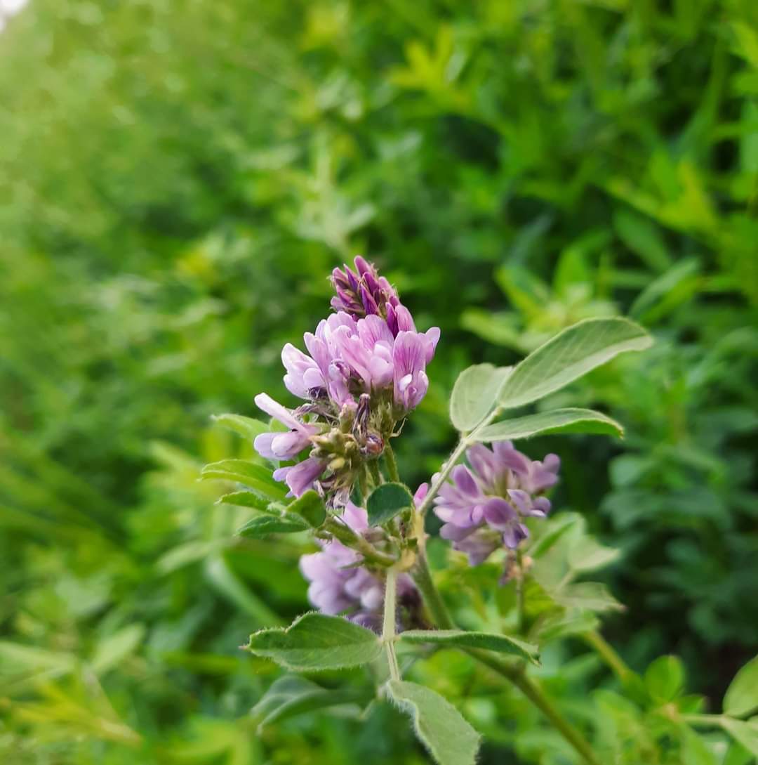 حكمة اليوم لا تبحث عن محامي جيد،، بل ابحث عن عاهرة تعرفُ القاضي.✍️.#عُمَر_مُظَفَّرْ