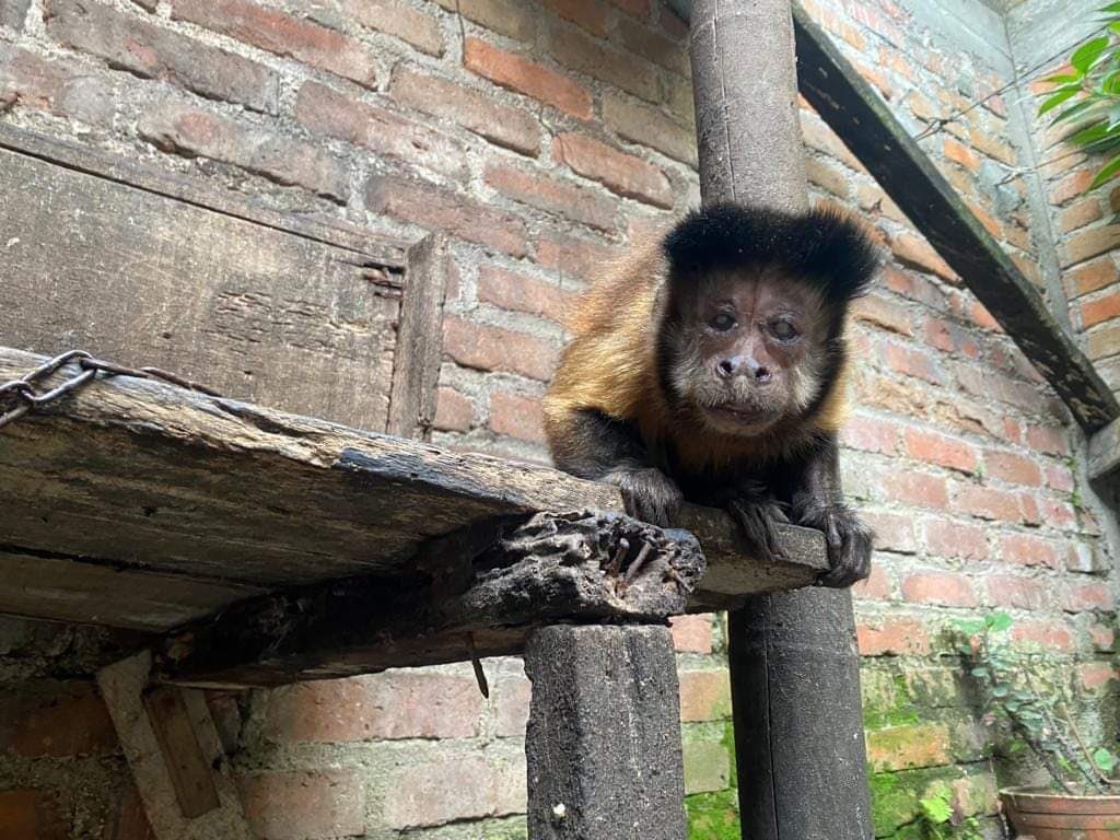 Nuevo caso de maltrato animal esta vez en Huila. Un mono maicero fue rescatado por la policía tras 35 años de estar encadenado en un patio. Además los dueños le limaron los dientes para que no mordiera 🙈