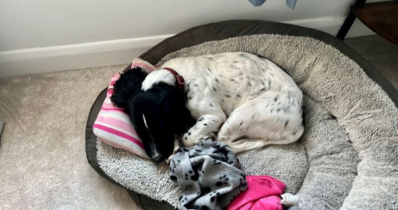 Not completely sure my coworker is earning his HUGE hourly wage*

*This includes A LOT of biscuits, runs around the field, treats etc!