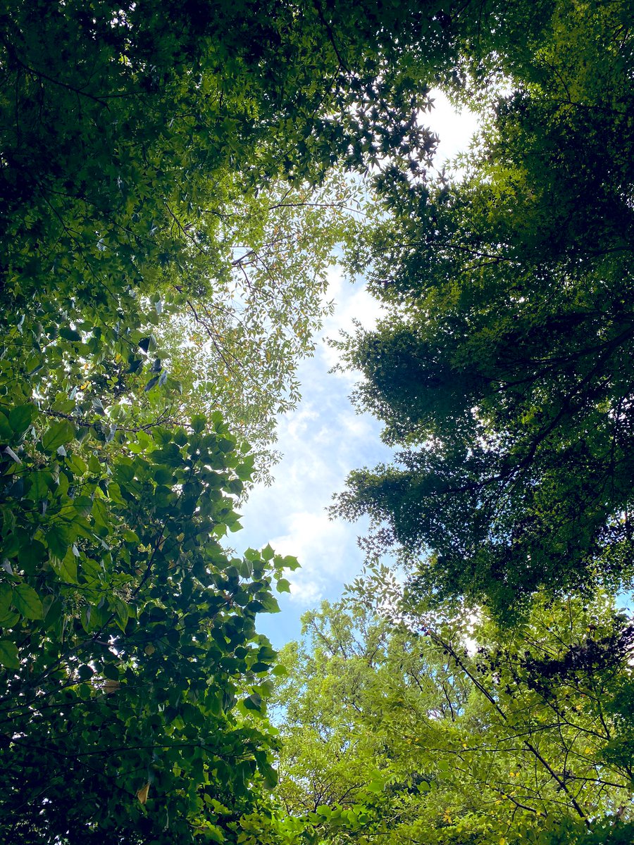 YUKARI_ORACLE's tweet photo. お気に入りの場所で読書楽しかった💕
木が沢山あって、涼しい場所✨ https://t.co/FHt2D8ljik