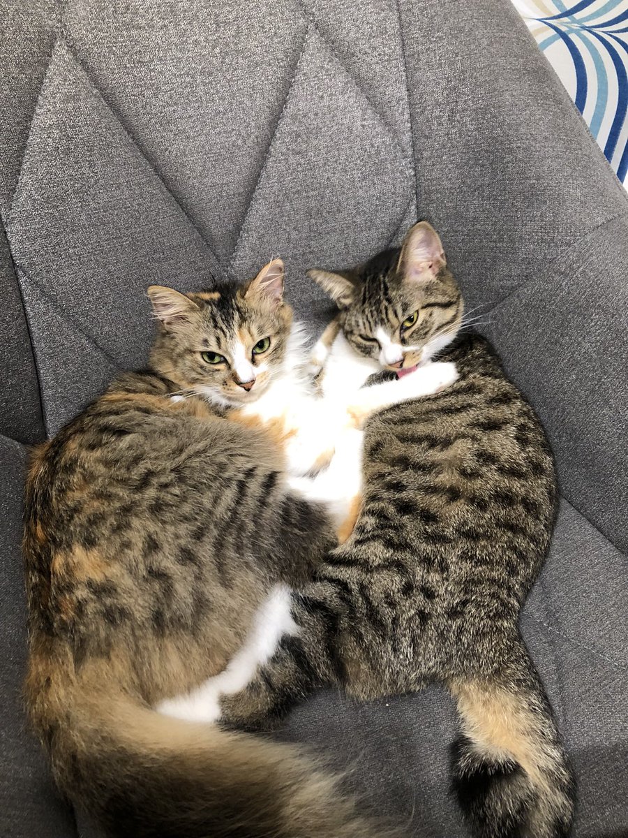 na_gi_co's tweet photo. 永遠に生きろ
#世界ねこの日 https://t.co/XjWJMkd8PE