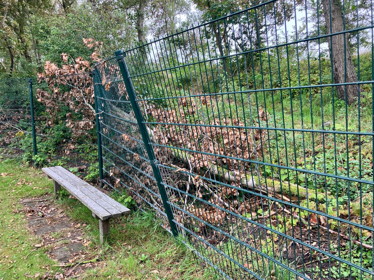 GoerieGate's tweet photo. Storm Poly was mild voor #Goeriegate, maar de snoeitroepen van de @gemeentekatwijk kenden daarna geen genade. Ons voorstel voor een minnelijke schikking is inmiddels afgewezen, dus dit dreigt weer een uitputtingsstrijd van een jaar te worden. En ambtenaren hebben het al zo druk. https://t.co/sNabXQBeNQ