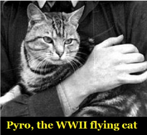 Happy #WorldCatDay! 😺🌍 Celebrate these amazing creatures w the captivating story of Pyro The WWII Cat 🐾. Discover how Pyro accompanied his owner on daring missions as a Marine Air pilot🛩️😻! sharemylesson.com/teaching-resou…

#SSchaht #Edchat #catlover #cat #CatDay <a href="/AFTunion/">AFT</a> <a href="/AFTteach/">AFT TEACH</a>