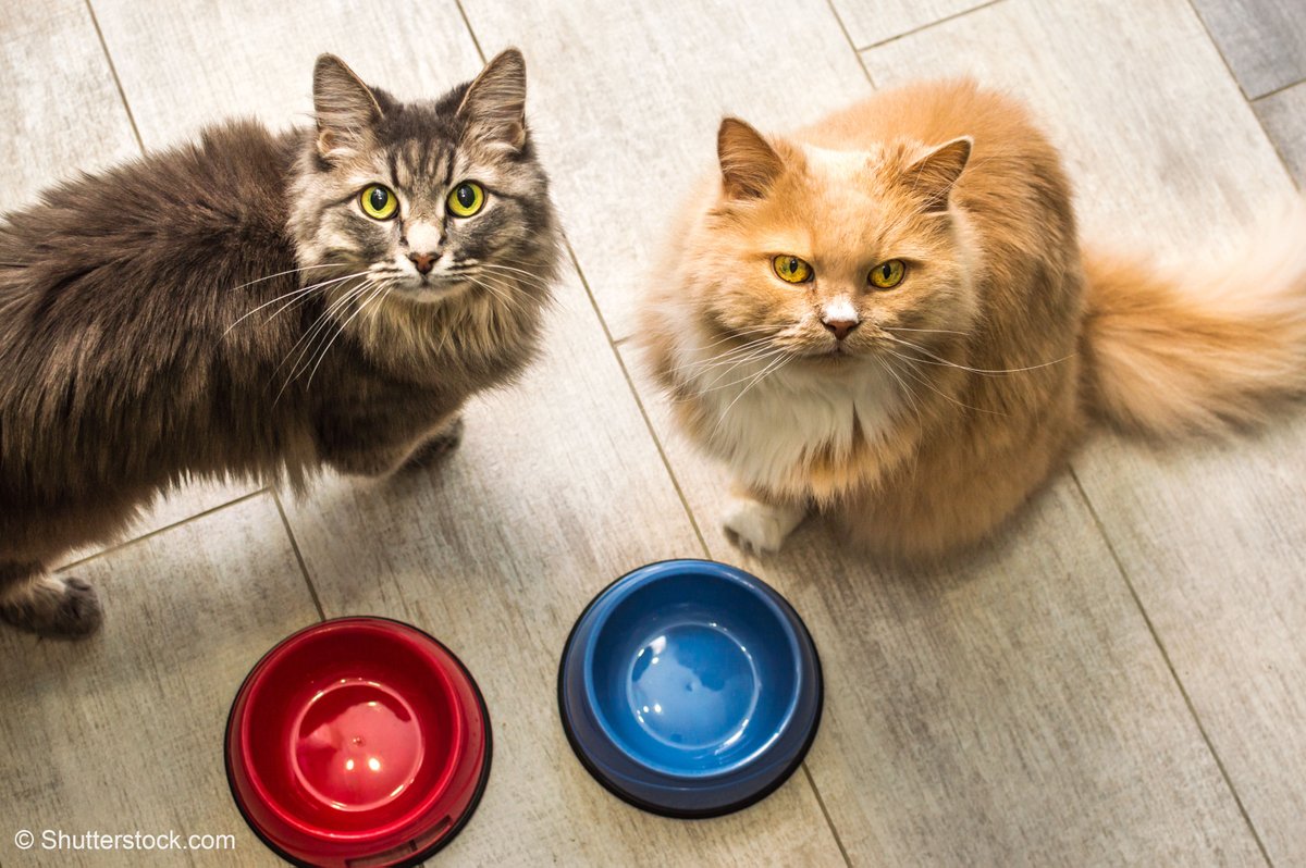 ITCnews's tweet photo. 🐾Celebrate #InternationalCatDay with a paw-some fact!
🐱Did you know that over 10 million tons of "cat or dog food" in 2022 have been exported to different corners of the globe?🌎With Germany taking the lead.
Discover more interesting facts on #TradeMap https://t.co/xCDp2QCwd2 https://t.co/XrNgAOSyuG