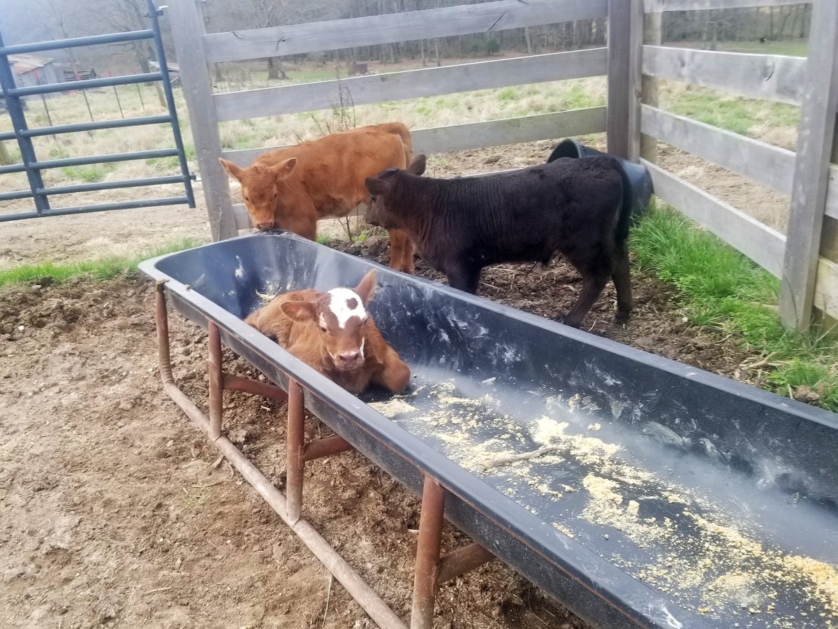 VaAgriculture's tweet photo. Not in line early enough for Beyoncรฉ tickets, but you better bet we're not missing dinner! Happy #Moosday https://t.co/8atdhV3Fzc