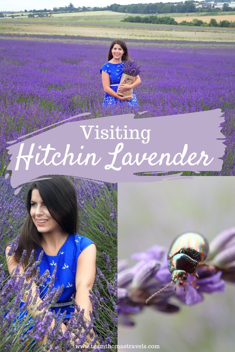 It's #lavender season! We've written up a complete guide to visiting one of our favourite lavender farms, @HitchinLavender 💜 Less than an hour from London by train, you'll feel like you're in the south of France ! 🪻🪻🪻🪻🪻 teamthomastravels.com/post/a-guide-t…