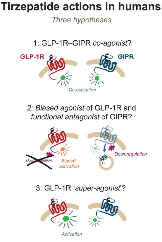 tirzepatide action Hot off the press! Happy to share @GasbjergL et al.: 