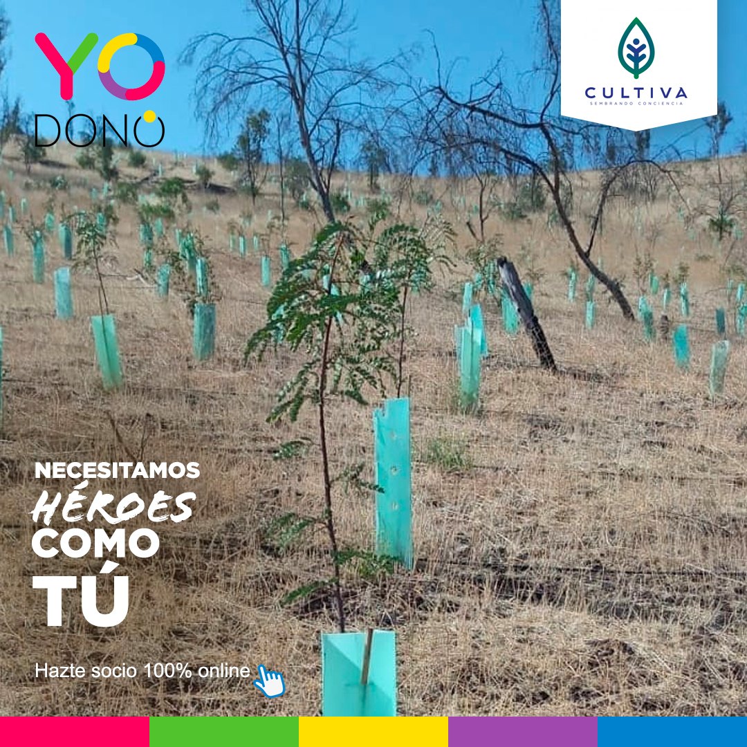 YoDono tweet media