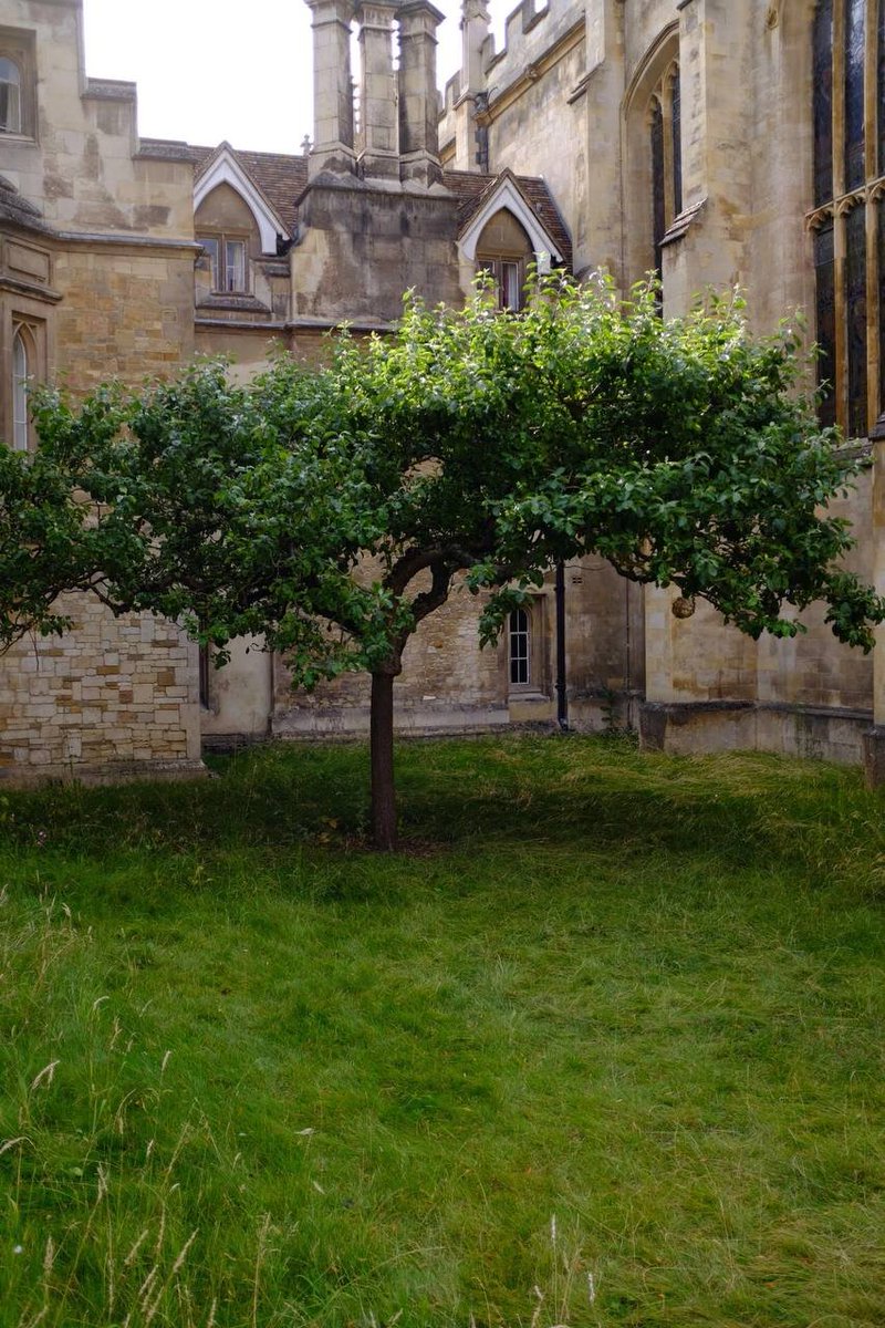 hula1414's tweet photo. Newton Apple Tree 🌳🍎 https://t.co/Art1S577ix